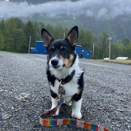 Pembroke Welsh Corgi Puppies from Rocking LJ Breeding