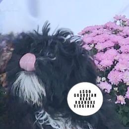 Guardian home opportunity. potty training OFA DNA - Black and white male Shih Tzu puppy in Troutville, Virginia from BRIAR HOUSE of Mountain Pass