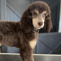 Aussiedoodles and Poodles from BoujeeDoodles