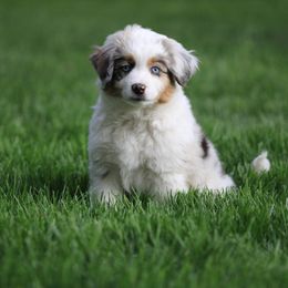 Miniature American Shepherd, Miniature Australian Shepherd, and Toy Australian Shepherd Puppies from Little Dipper mini Americans and toy Aussies
