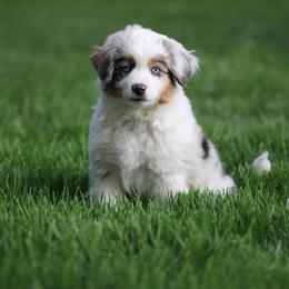 Miniature American Shepherd, Miniature Australian Shepherd, and Toy Australian Shepherd Puppies from Little Dipper mini Americans and toy Aussies
