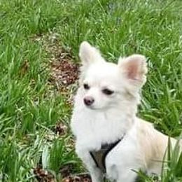 Chihuahuas from Pretty pups