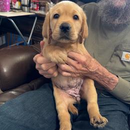 4 th pick girl - Yellow female Labrador Retriever puppy in Littlefield, Arizona from Susan Burkey