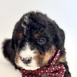 Bernedoodle, Cavapoo, and Goldendoodle Puppies from Blackberry Farm Puppies