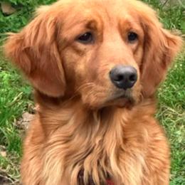 Scarlett - Golden Retriever