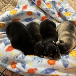 Pomsky Puppies from Raleigh Mini Pomskies