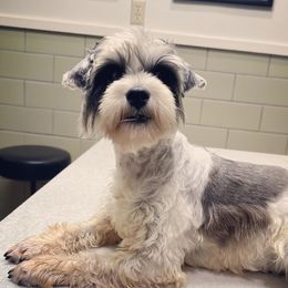 Emm - Miniature Schnauzer