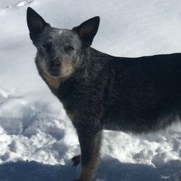May - Australian Cattle Dog