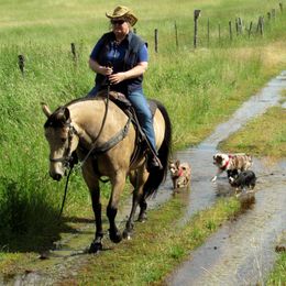 Toy Australian Shepherd Everyday Life from Flying Walker Toy Aussies