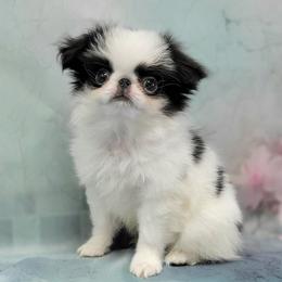 Boy 1 - White and black male Japanese Chin puppy in Kissimmee, Florida from kennel ASTRAGUS