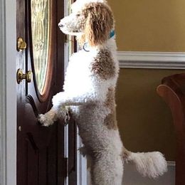 English Springer Spaniel, Poodle, and Springerdoodle All Grown Up from SpringerDoodles at the Beach