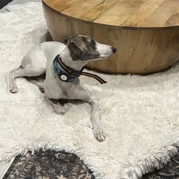 Eagle - White and fawn brindle male Whippet puppy in Fort Myers, Florida from Rainbow Whippets