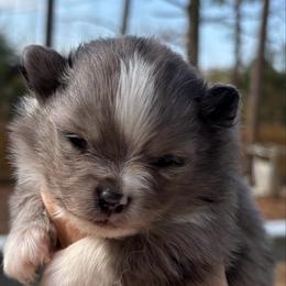 Pretty girl - Blue merle female Pomeranian puppy in Skipperville, Alabama from Nay Nay’s Babies