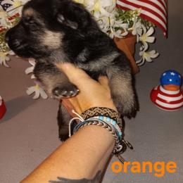 Orange - Black and tan male German Shepherd puppy in Gustavus, Ohio from Cross Kreek Kennels