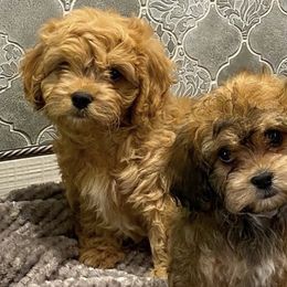 Cavachons and Cavalier King Charles Spaniels from Citrus Blue Farms