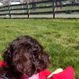 Australian Labradoodle Puppies from LakeRidge Labradoodles