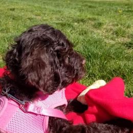 Australian Labradoodle Puppies from LakeRidge Labradoodles