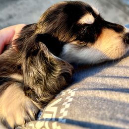 Dachshund Puppies from Island Farms Mimi’s Dachshunds Florida