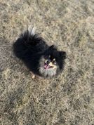 A black and tan Pomeranian looking up at the camera 