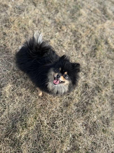 A black and tan Pomeranian looking up at the camera 