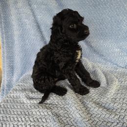 Spike - Black male Irish Doodle puppy in Bonifay, Florida from Heavenly Poodles