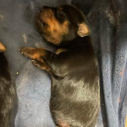 Pixie - Black and rust female Miniature Pinscher puppy in Lancaster, Missouri from White Stone Ranch