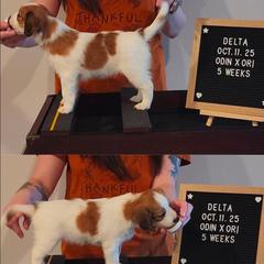 Delta - White and red female Nederlandse Kooikerhondje puppy in Pensacola, Florida from Ragnarök Kooikerhondjes