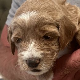 Abby Cadabby - Fawn and white female Sheepadoodle puppy in Buford, Georgia from Guppy Puppies