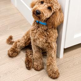 Spider-Man - Apricot male Poodle puppy in Caldwell, Idaho from Boise Doodle Co.