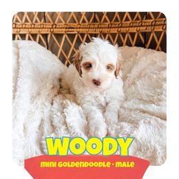 WOODY - Parti male Goldendoodle puppy in Brookville, Pennsylvania from Woodland Mountain Doodles