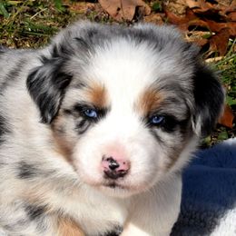 Madison - Blue merle female Australian Shepherd puppy in Falcon, Missouri from www.maubachranch.com