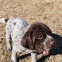 Wirehaired Pointing Griffon Puppies from Idaho Wirehaired Pointing Griffons