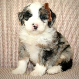 Biscuit-BLUE EYE - Blue merle male Bernedoodle puppy in Apple Creek, Ohio from Cuddle Paws