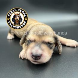 Biscuit 3500 - Cream male Dachshund puppy in Houston, Texas from Texas Regal Dachshunds LLC