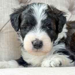 Half Dollar - Black and white male Aussiedoodle puppy in Granbury, Texas from Triple Cross Doodles