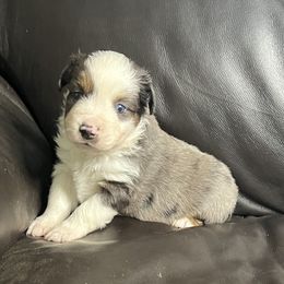 SodaPop - Blue Merle Male 2 - Blue merle male Miniature Australian Shepherd puppy in Taunton, Massachusetts from Checkered Flag Champions Mini Aussies