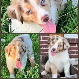 8 Promise - Red merle female Australian Shepherd puppy in Huntington, Texas from JKKJ Farms, LLC