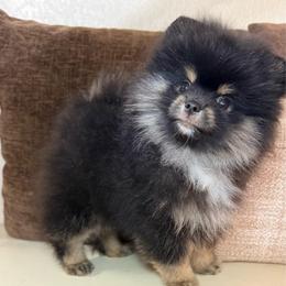 Bentley - Black and tan male Pomeranian puppy in Phoenix, Arizona from Luxpomz