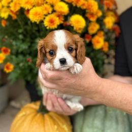 Dolly - Blenheim female Cavalier King Charles Spaniel puppy in Vaughn, Montana from Alpine Cavaliers