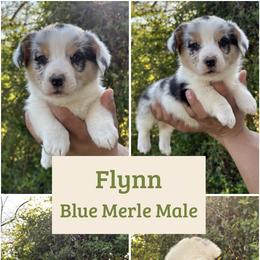 Flynn - Blue merle and white male American Corgi puppy in Foreman Ar., Arkansas from Grassy Lake Corgis
