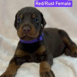 Purple Collar - Red and rust female Doberman Pinscher puppy in Lake City, Florida from Paintedcrazy Doberman Pinchers