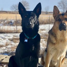 German Shepherds from German Shepherds
