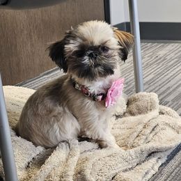 Gemma - Shih Tzu