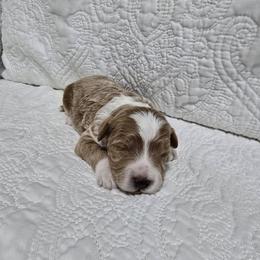 Canyon - Red  male Goldendoodle puppy in Floyd, Virginia from Hearts and Paws Poodles and Doodles