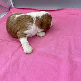 Miki - Blenheim female Cavalier King Charles Spaniel puppy in Burke, New York from Patti’s Puppies