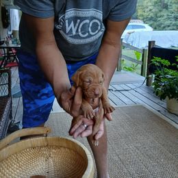 Girl 1 - female Vizsla puppy in El Dorado, Arkansas from Vizslas Cool Creek Kennels