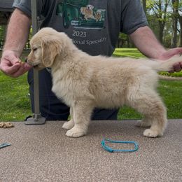 Blossom - Golden female Golden Retriever puppy in New York Mills, New York from Nevani Goldens & Siberians