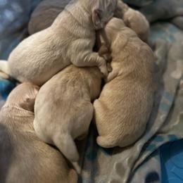 Boy 1 - Light golden male Golden Retriever puppy in Montrose, Michigan from Spraggins Sweet Acres