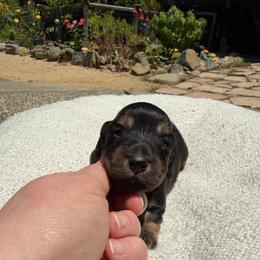 Twin - Black and tan female Dachshund puppy in Santa Rosa, California from Signature Mini Dachshunds