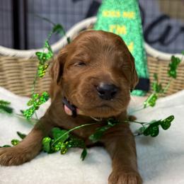 Pink - Chocolate female Goldendoodle puppy in Clermont, Florida from Da Ruba Doodles